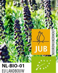 Fritillaria persica.jpg